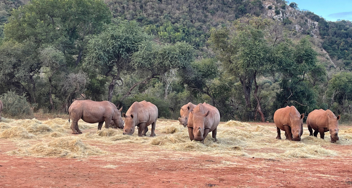 Nashorn-Gruppe im Schutzreservat des Care for Wild Rhino Sanctuary in Südafrika