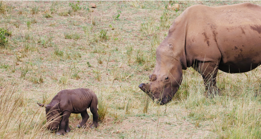 Care for Wild Rhino Sanctuary—das erste Nashornkalb von Nashornwaisen Eltern