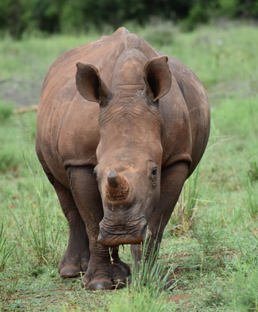 Pepperl+Fuchs adoptierte Nashorn Oz im Care for Wild Rhino Sanctuary