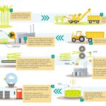 Sugarcane production process