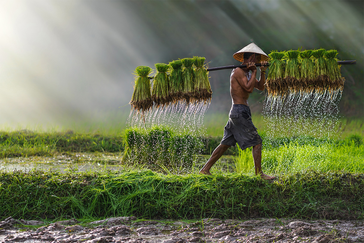 Vietnamese man on rice field